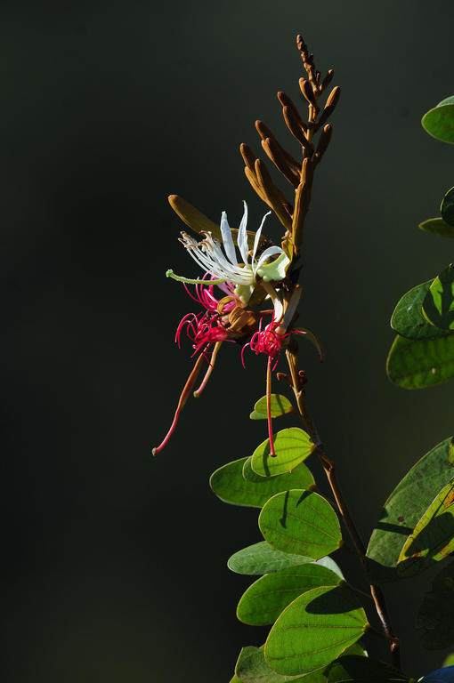 Pousada Do Parque Chapada dos Guimarães 외부 사진
